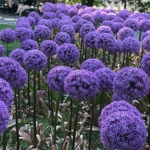 Meet your Posher, Ahsiya